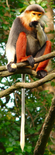 Douc langur