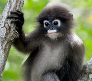 Dusky Leaf Monkey - The Monkey with Eyeglasses - pictures and facts