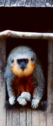 cykel farvel Ferie Dusky Titi - South American Romantic Monkeys - pictures and facts