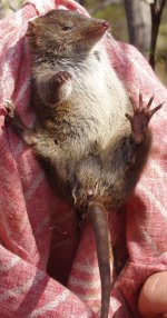 Dusky antechinus