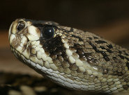 Eastern diamondback