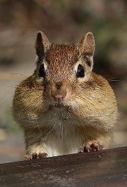 Eastern chipmunk