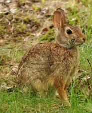 Eastern Cottontail