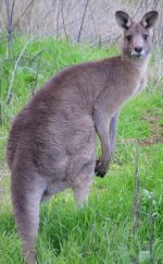 Eastern grey kangaroo