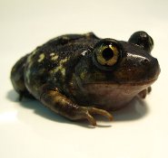 Eastern spadefoot