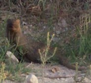 Egyptian mongoose