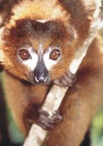 Red bellied lemur