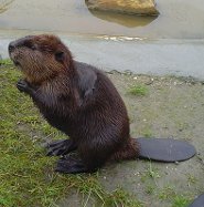 Eurasian beaver