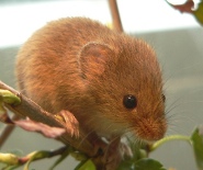 Eurasian harvest mouse