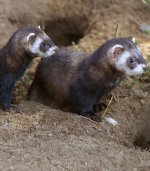 European polecat