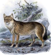 Falkland Island Fox - pictures and facts