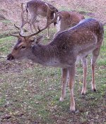 fallow deer