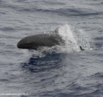 False killer whale