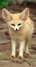 Fennec