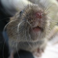 Field vole