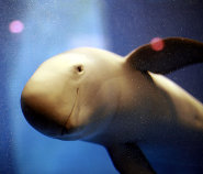 Finless porpoise