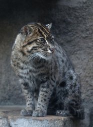 Fishing cat