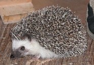 Four-toed hedgehog