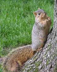 Fox squirrel