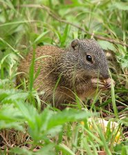 Franklin's ground squirrel