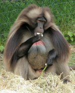 Gelada