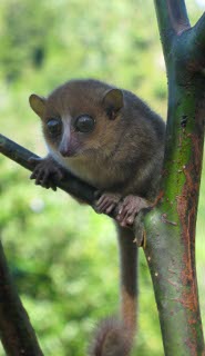Gerp's mouse lemur