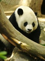 Giant Panda