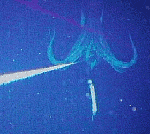 Giant squid