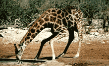 Giraffa camelopardalis