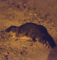 Golden-Bellied Water Rat