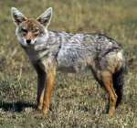 Golden jackal