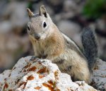 Golden-mantled ground squirrel