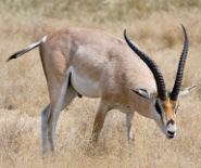 Grant's gazelle