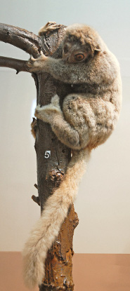 Gray-backed Sportive Lemur