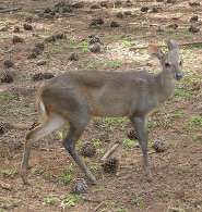 Gray brocket