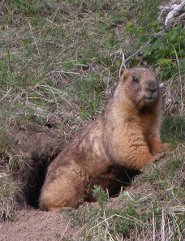 Gray marmot