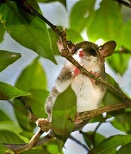 Gray slender mouse opossum