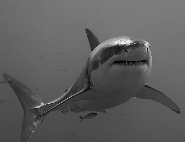 Great white shark