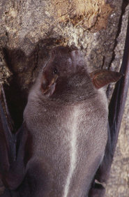 Greater bulldog bat