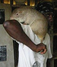 Greater cane rat