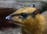 Greater mouse deer