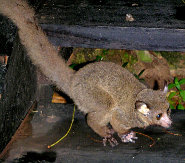 Greater bush baby