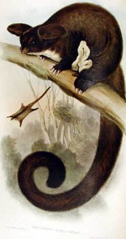 Greater glider