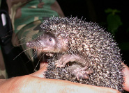 Greater hedgehog tenrec