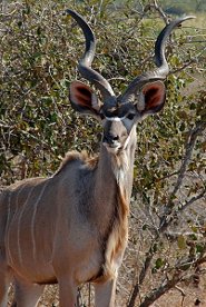 Greater kudu