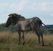 Grevy's Zebra