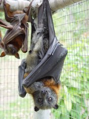 Grey headed flying fox