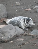 Grey seal