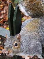 Grey squirrel