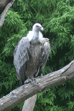 griffon vulture